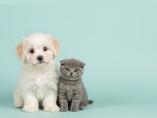 Obraz premium adorable puppy and kitty Shelter dogs, take a dog home, pets, shelter for dogs and cats, faithful friend for advertising, for banners. High quality