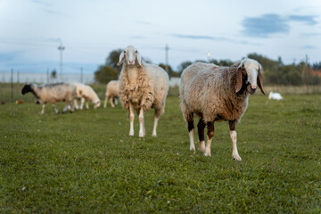 Sheep Grazing Peacefully in a Pasture