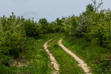 Winding dirt path through lush greenery on a tranquil spring day in a vibrant forested area
