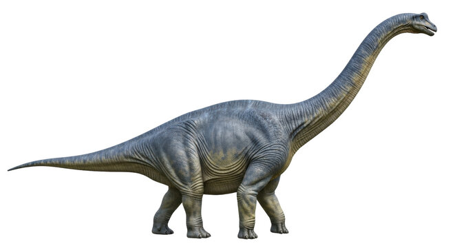 Isolated realistic brachiosaurus, Jurassic herbivore with long neck, ancient dinosaur