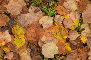 Bright background of autumn withered fallen birch leaves lying on the grass in the forest close-up. Thanksgiving day.