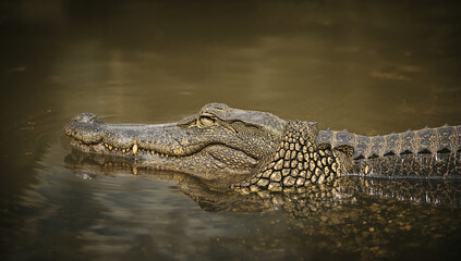 Obraz premium Striking Crocodile Profile in Serene Water Scene Captured