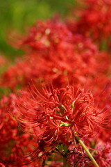 秋の野辺を彩る彼岸花