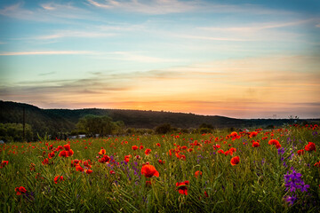 Colorful poppy fields bloom under a serene sunset in the countryside showcasing vibrant red flowers across a vast landscape at dusk
