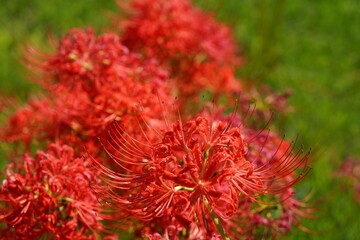 秋の野辺を彩る彼岸花