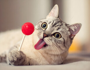 A cute and funny cat licking a red lollipop, showing playful expression and wide eyes. Great for candy, humor, and adorable animal themed projects.