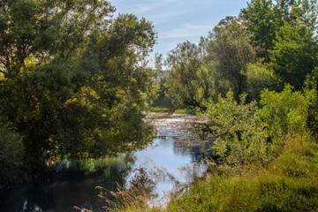 Obraz premium Lush greenery surrounds a serene riverbank at sunrise in a tranquil natural setting filled with foliage and reflections on the water