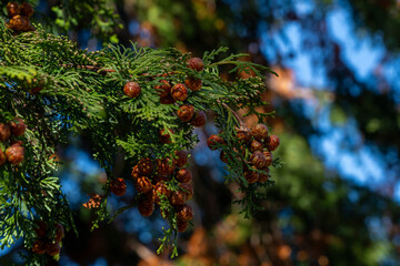 Japanese cypress at the castle‑ruins park is beginning to bear cones in Sakura City, Japan.