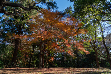 leaves of the autumn foliage at the castle‑ruins park have turned orange in Sakura City, Japan.