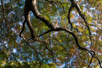 tree top of autumn leaves are turning orange in park of Fukuoka prefecture, JAPAN.