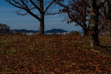 the ground is covered with fallen leaves, and the trees have only a few leaves left in park of Fukuoka prefecture, JAPAN.