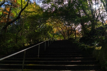 The leaves on the trees near the park stairs have turned orange in Fukuoka prefecture, JAPAN.