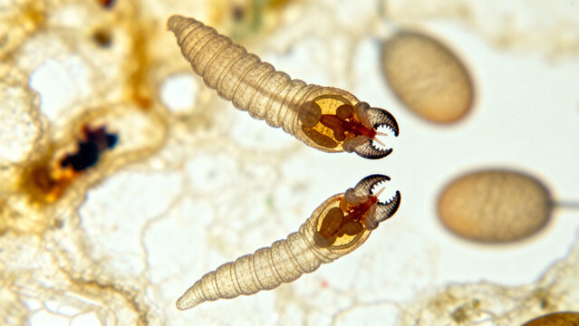 Microscopic image of intestinal parasites, specifically those transmitted from cats to humans, such as the hookworm (Ancylostoma).