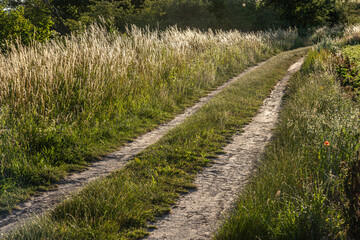 Winding dirt path through tall grass fields on a sunny day in early summer