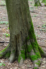 Moss-covered tree trunk in a lush forest showcasing the beauty of nature during a tranquil afternoon