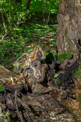 Woodland close-up reveals intricate textures and shapes of decaying tree stump in a vibrant green forest during daylight
