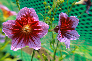 red and yellow flowers