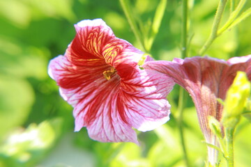 red hibiscus flower