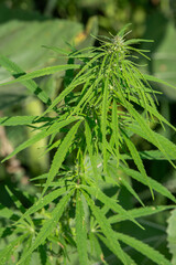Cannabis Plant in Sunlight