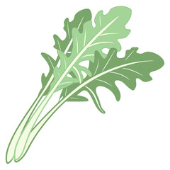 Fresh green arugula leaves, perfect for salads and healthy dishes