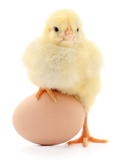 Obraz premium Yellow chick with egg isolated on white background
