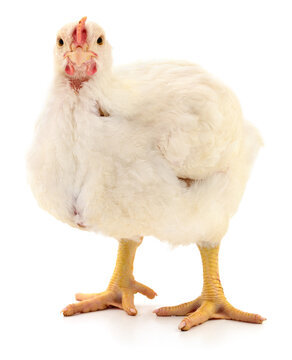 White broiler chicken standing isolated on white background