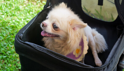 Chihuahua dog in dog stroller with green meadow background