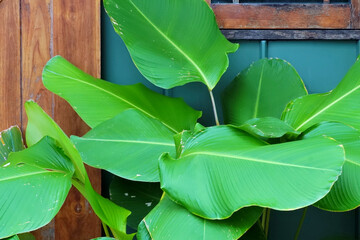 Big green leaf decoration outside with window background