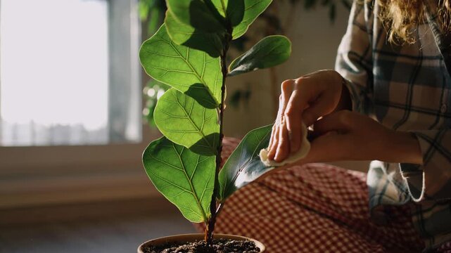 Macro shot of a woman delicately removing dust from the broad, emerald leaves of a fiddle leaf fig plant, demonstrating loving care for her indoor botanical companion in a room filled with sunlight