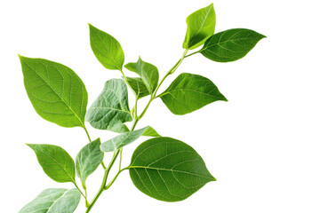 Close up of green soybean pods on a plant isolated on transparent background. Freshly harvested soybean plant with green pods and leaves isolated on white background.