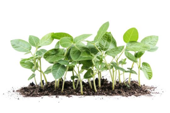 Young soybean plants growing in soil isolated on transparent background. Freshly harvested soybean plant with green pods and leaves isolated on white background.
