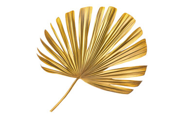 Golden palm fronds isolated on transparent background. Golden tropical palm leaf isolated on white background.