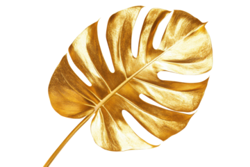 Golden monstera leaf isolated on transparent background.