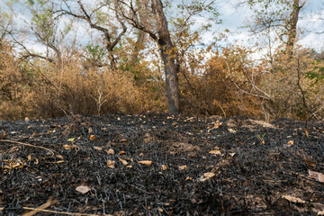 Close-up of scorched grass after a forest fire, showing blackened stems and dry, burnt vegetation