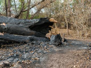 A charred tree trunk, fallen dry leaves, and ash remain after a forest fire