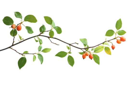 Rosehip branch with red berries and green leaves isolated on transparent background. Branch of red rose hips with green leaves isolated on white background.