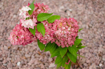 Hydrangea plant with pink and white flower clusters growing in light gravel. Vibrant green leaves and soft blooms contrast beautifully with the neutral background.
