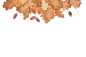 Autumn oak leaves Border laid out on Transparent background