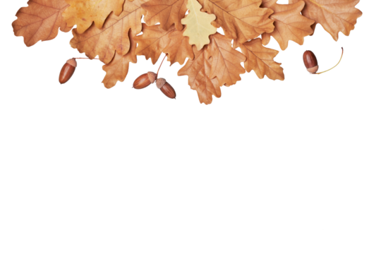 Autumn oak leaves Border laid out on Transparent background