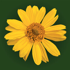 Yellow flower. Vector illustration. Real flower. Hand drawn.