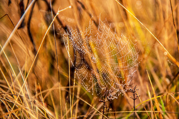 Breathtaking landscape with a spider web in dew in autumn grass