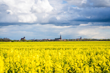 View of Greifswald with Blooming Rapeseed Field in the Foreground on a Sunny Day