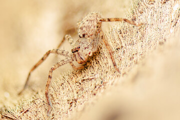 Detailed closeup of a Running Crab Jumping Spider