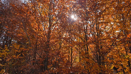 Autumn colored trees and countryside landscape scenery.