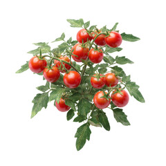 Cluster of small, ripe red tomatoes on a plant