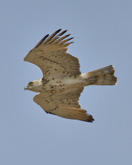 AGUILA CULEBRERA EN VUELO