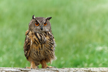 Eurasian Eagle-Owl (Bubo bubo) sitting and searching for food in Gelderland  in the Netherlands          