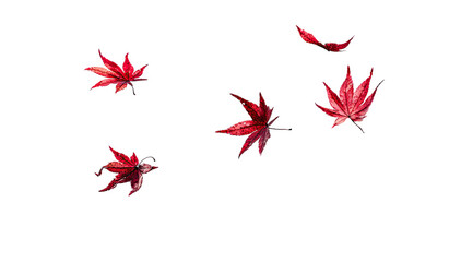 Red maple leaves float on black background