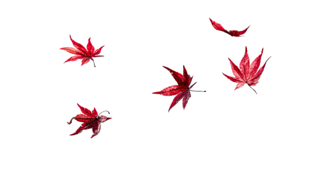 Red maple leaves float on black background