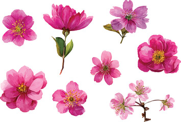 collection of flowers